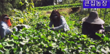 명월초 여주땅콩 고구마 들깨 - 큰집농장