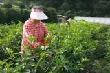 큰집농장에서는 100% 태양초고추도 판매 합니다 하우스에서 말린고추
